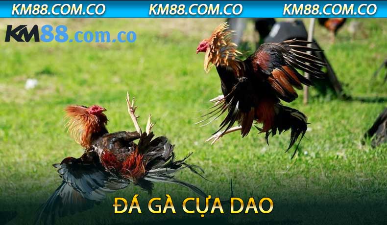 Đá gà cựa dao